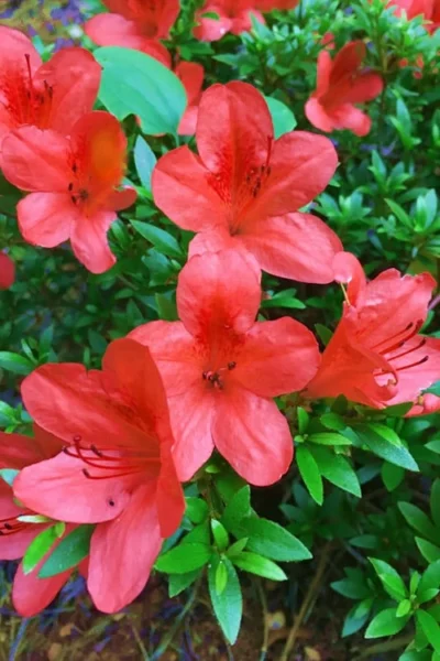 Flame Creeper Dwarf Spreading Azalea - 3 Gallon Pot -Chaste Tree World Azalea Flame Creeper 11