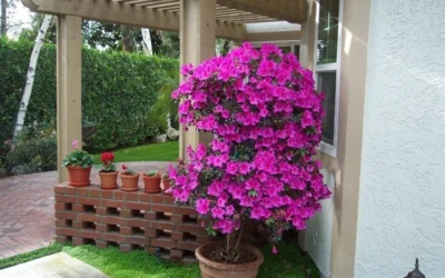 Formosa Southern Indica Azalea - 3 Gallon Pot -Chaste Tree World Azalea Formosa Container 2
