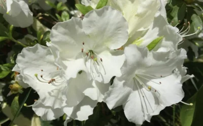 Girard's Pleasant White Azalea - 1 Gallon Pot -Chaste Tree World Azalea Girards Pleasant White
