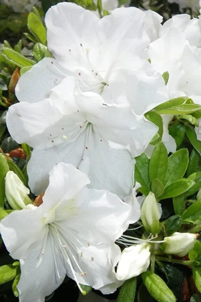 Girard's Pleasant White Azalea - 1 Gallon Pot -Chaste Tree World Azalea Girards Pleasant White 500x750 1
