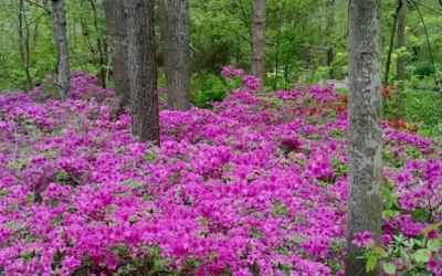 Herbert Azalea - 6 Pack Of 1 Gallon Pots -Chaste Tree World Azalea Herbert 5