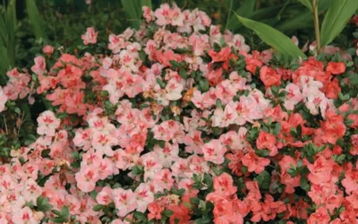 Hilda Niblett Azalea - 1 Gallon Pot -Chaste Tree World Azalea Hilda Niblet Flowers 2 1