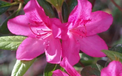 Judge Solomon Southern Indica Azalea - 1 Gallon Pot -Chaste Tree World Azalea Judge Solomon 50 1