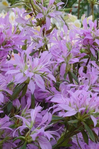 Koromo Shikibu Purple Spider Azalea - 3 Gallon Pot -Chaste Tree World Azalea Koromo Shikibu 2
