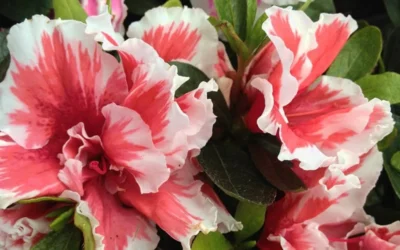 Mardi Gras Southern Indica Azalea - 6 Pack Of 1 Gallon Pots -Chaste Tree World Azalea Mardi Gras 2