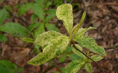 Dons Variegated Native Azalea - Rhododendron - 1 Gallon Pot -Chaste Tree World Azalea Native Dons Variegated 3
