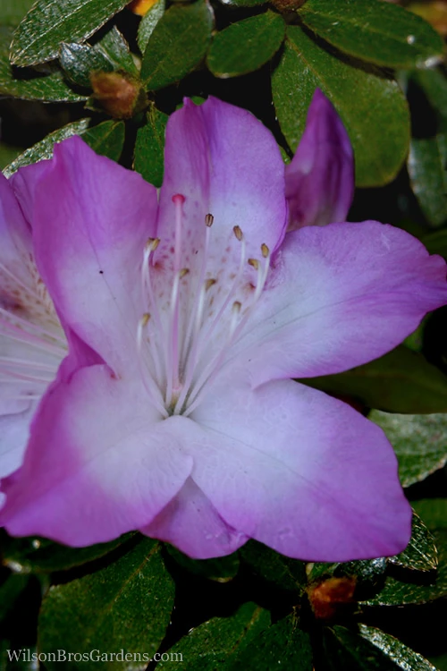 Nuccio's Voodoo Azalea - 6 Pack Of 1 Gallon Pots 1 Nuccio's Voodoo Azalea - 6 Pack Of 1 Gallon Pots