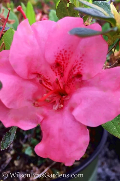 Pink Explosion Bloom 'N Again Azalea - 2 Gallon Pot 4 Pink Explosion Bloom 'N Again Azalea - 2 Gallon Pot - Image 4