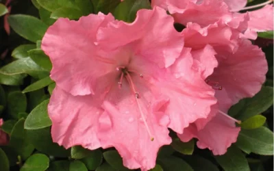 Gumpo Pink Dwarf Azalea - 2 Gallon Pot -Chaste Tree World Azalea Pink Gumpo 1