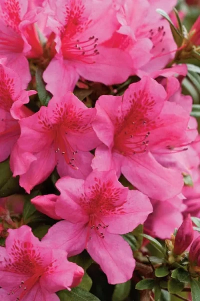 Pride Of Mobile Azalea - 1 Gallon Pot 8 Pride Of Mobile Azalea - 1 Gallon Pot -Chaste Tree World Azalea Pride Of Mobile 500x750 1