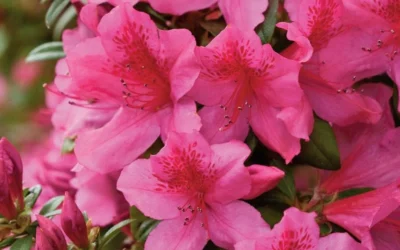Pride Of Mobile Azalea - 1 Gallon Pot 9 Pride Of Mobile Azalea - 1 Gallon Pot -Chaste Tree World Azalea Pride of Mobile 15