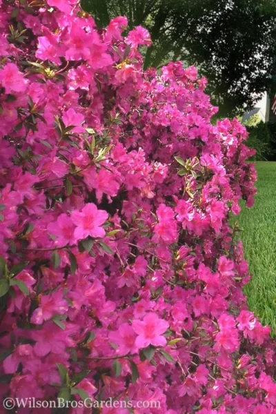 Pride Of Mobile Azalea - 1 Gallon Pot 7 Pride Of Mobile Azalea - 1 Gallon Pot -Chaste Tree World Azalea Pride of Mobile 21