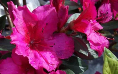 Red Formosa Azalea - 3 Gallon Pot 9 Red Formosa Azalea - 3 Gallon Pot -Chaste Tree World Azalea Red Formosa 1