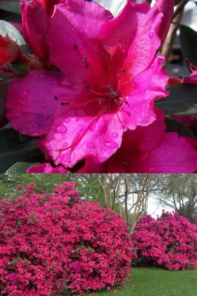 Red Formosa Azalea - 1 Gallon Pot -Chaste Tree World Azalea Red Formosa 1 500x750 1