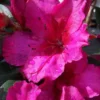 Red Formosa Azalea - 3 Gallon Pot