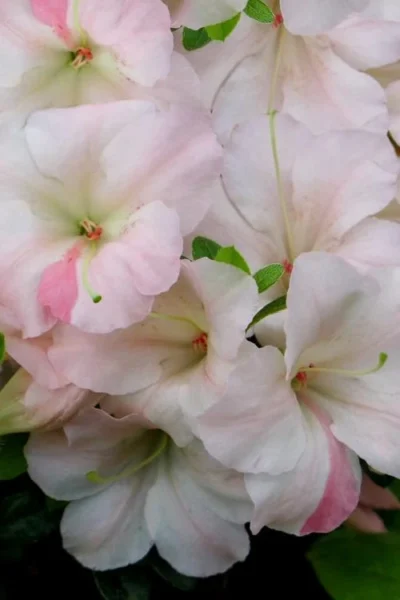Sir Robert Dwarf Azalea - 3 Gallon Pot 9 Sir Robert Dwarf Azalea - 3 Gallon Pot -Chaste Tree World Azalea Sir Robert 20