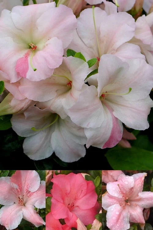 Sir Robert Dwarf Azalea - 3 Gallon Pot 1 Sir Robert Dwarf Azalea - 3 Gallon Pot