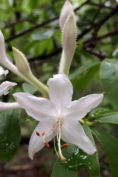 Texas Azalea (Rhododendron Oblongifolium) - 1 Gallon Pot 10 Texas Azalea (Rhododendron Oblongifolium) - 1 Gallon Pot -Chaste Tree World Azalea Texas Rhododendron Oblongfolium 2