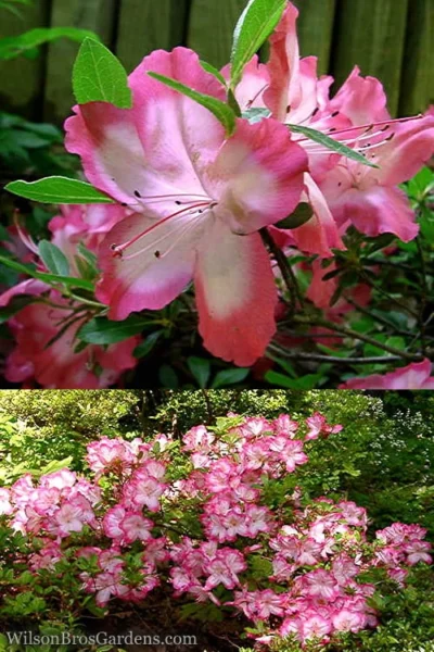 Vibrant Azalea (Harris Hybrid) - 6 Pack Of 1 Gallon Pots -Chaste Tree World Azalea Vibrant 2