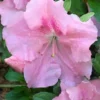 Watchet Dwarf Pink Azalea - 1 Gallon Pot