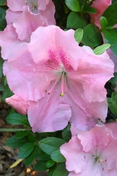 Watchet Dwarf Pink Azalea - 1 Gallon Pot