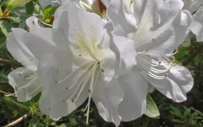 Mrs. G.G. Gerbing White Southern Indica Azalea - 7 Gallon Pot -Chaste Tree World Azlea GG Gerbing Flower 1