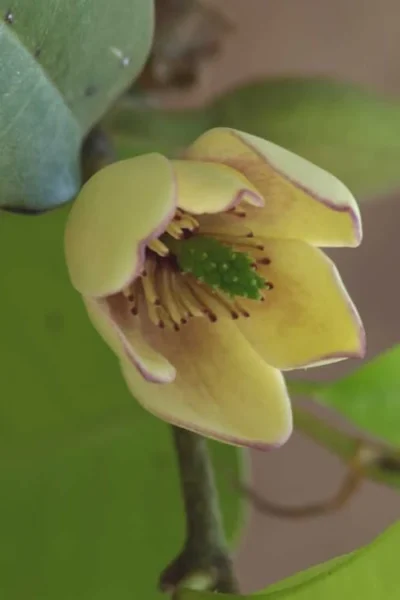 Everblooming Banana Shrub - Michelia Figo 'Hagiwara' - 6 Pack Of 1 Gallon Pots