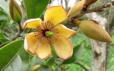 Banana Shrub - 5 Gallon Pot 10 Banana Shrub - 5 Gallon Pot -Chaste Tree World Banana Shrub Flower Closeup