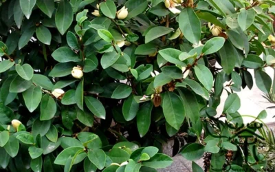 Banana Shrub - 7 Gallon Pot (4-5') 13 Banana Shrub - 7 Gallon Pot (4-5') -Chaste Tree World Banana Shrub Foliage 1