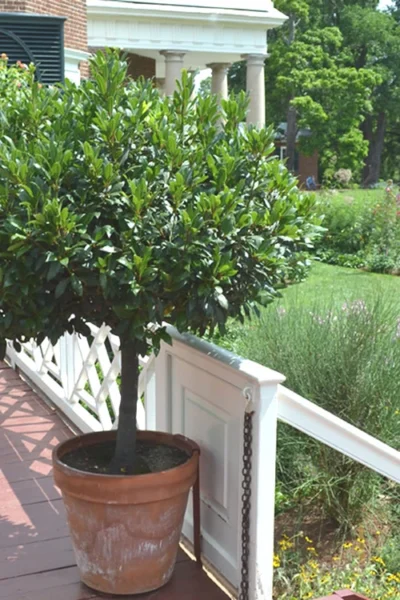 Bay Laurel (Sweet Bay) - Laurus Nobilis - 1 Gallon Pot -Chaste Tree World Bay Laurel 10 1