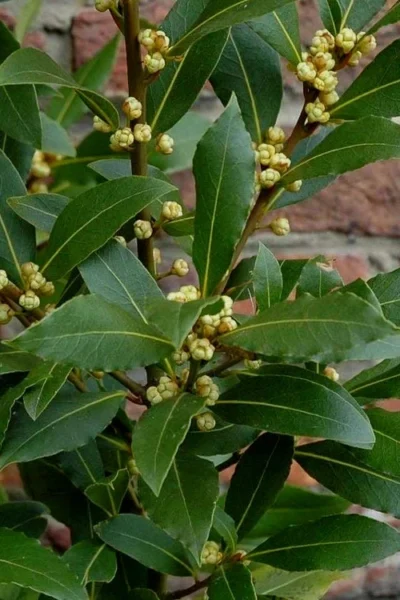Bay Laurel (Sweet Bay) - Laurus Nobilis - 3 Gallon Pot -Chaste Tree World Bay Laurel 2