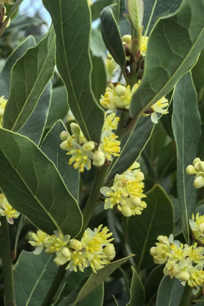 Bay Laurel (Sweet Bay) - Laurus Nobilis - 1 Gallon Pot -Chaste Tree World Bay Laurel 3 1