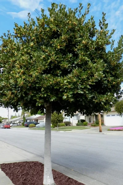 Bay Laurel (Sweet Bay) - Laurus Nobilis - 1 Gallon Pot -Chaste Tree World Bay Laurel 5 1