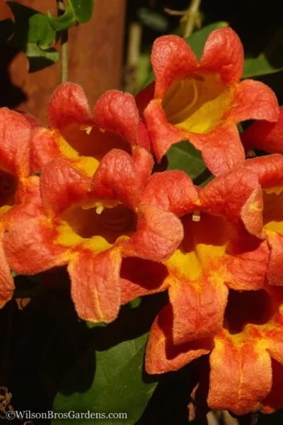Tangerine Beauty Crossvine Bignonia - 3 Gallon Pot -Chaste Tree World Bignonia Tangerine Beauty 20