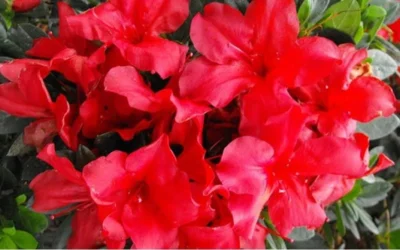 Fireside Red Bloom 'N Again Azalea - 2 Gallon Pot -Chaste Tree World Bloom N Again Azalea Fireside Red