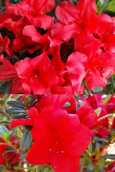 Fireside Red Bloom 'N Again Azalea - 2 Gallon Pot -Chaste Tree World Bloom N Again Fireside Red 1 500x750 1