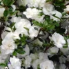 Snowball Bloom 'N Again Azalea - 2 Gallon Pot