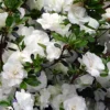 Snowball Bloom 'N Again Azalea - 6 Pack Of 1 Gallon Pots