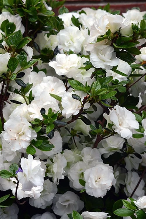 Snowball Bloom 'N Again Azalea - 1 Gallon Pot 1 Snowball Bloom 'N Again Azalea - 1 Gallon Pot