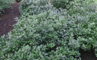 Blue Mist Fothergilla - 3 Gallon Pot -Chaste Tree World Blue Mist Dwarf Fothergilla 1