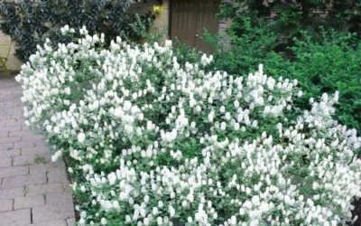 Blue Mist Fothergilla - 3 Gallon Pot -Chaste Tree World Blue Mist Dwarf Fothergilla 2