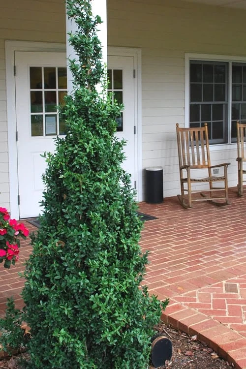Dee Runk Columnar Boxwood - 3 Gallon Pot 1 Dee Runk Columnar Boxwood - 3 Gallon Pot