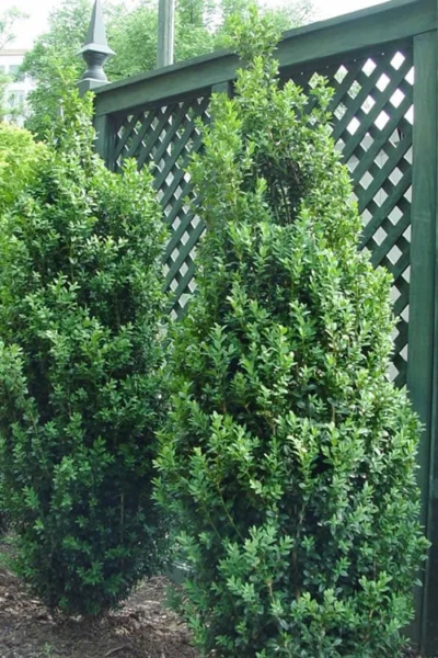 Dee Runk Columnar Boxwood - 3 Gallon Pot 7 Dee Runk Columnar Boxwood - 3 Gallon Pot -Chaste Tree World Boxwood Dee Runk 2 500x750 1