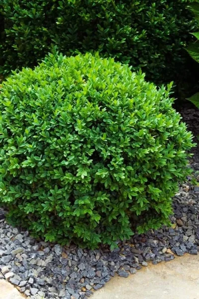 Dwarf English Boxwood - 6 Pack Of 1 Gallon Pots