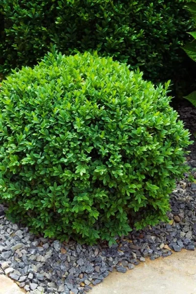 Dwarf English Boxwood - 5 Gallon Pot