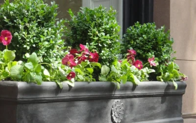 Dwarf English Boxwood - 2 Gallon Pot -Chaste Tree World Boxwood Dwarf English 2