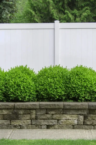 Dwarf English Boxwood - 5 Gallon Pot 8 Dwarf English Boxwood - 5 Gallon Pot -Chaste Tree World Boxwood Dwarf English 3 3