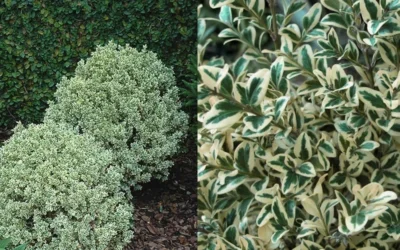 Dwarf Variegated Boxwood - 6 Pack Of 1 Gallon Pots -Chaste Tree World Boxwood Dwarf Variegated 50 1