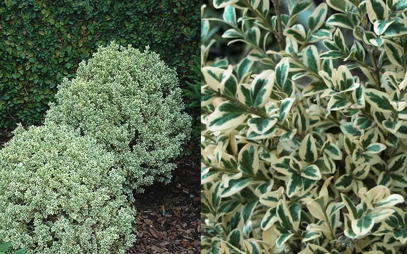 Dwarf Variegated Boxwood - 2 Gallon Pot 4 Dwarf Variegated Boxwood - 2 Gallon Pot - Image 4