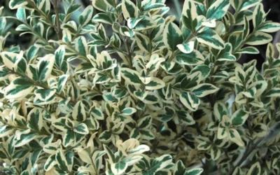 Dwarf Variegated Boxwood - 5 Gallon Pot -Chaste Tree World Boxwood Dwarf Variegated 51 3